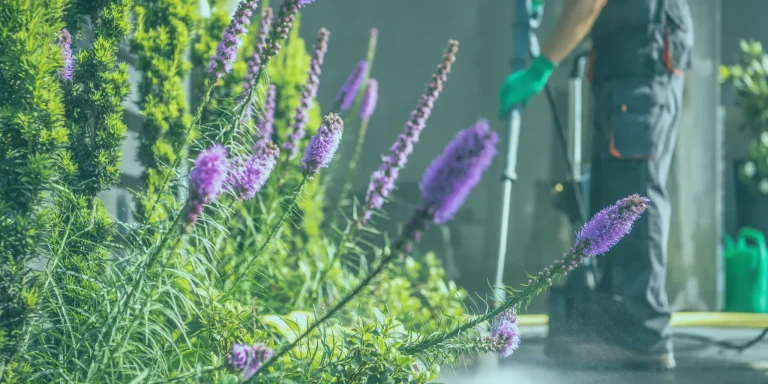 Spring Cleaning Woody Point